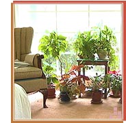 Decorative House Plants